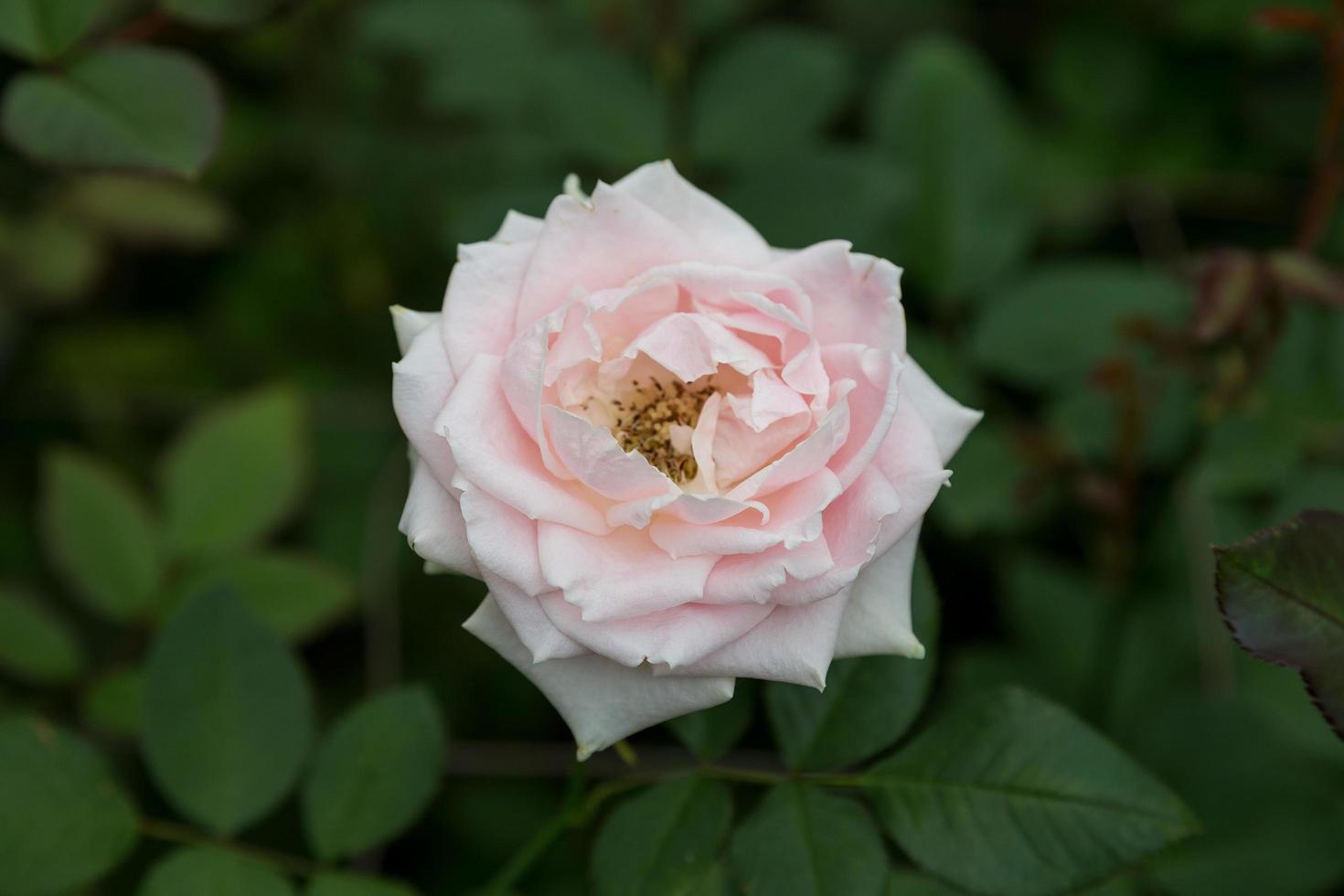 Pink rose in a garden photo