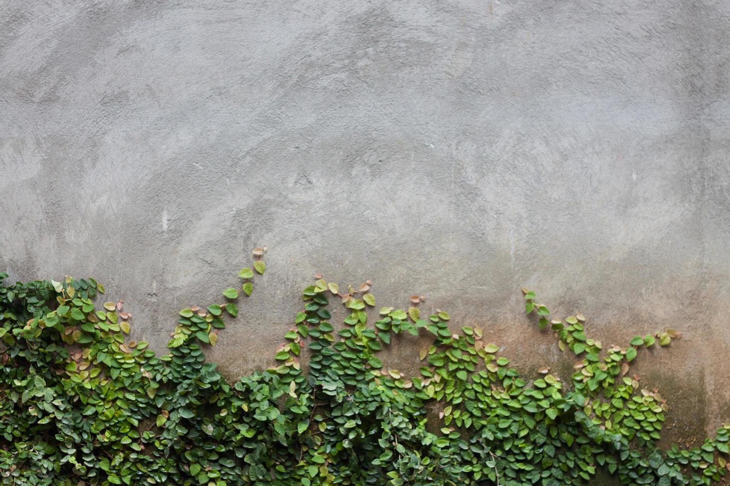 hojas verdes en la pared de ladrillo foto