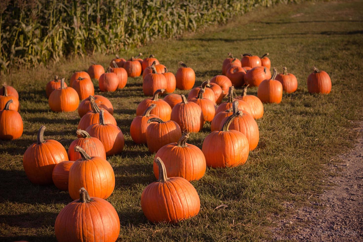 Field of pumpkins photo