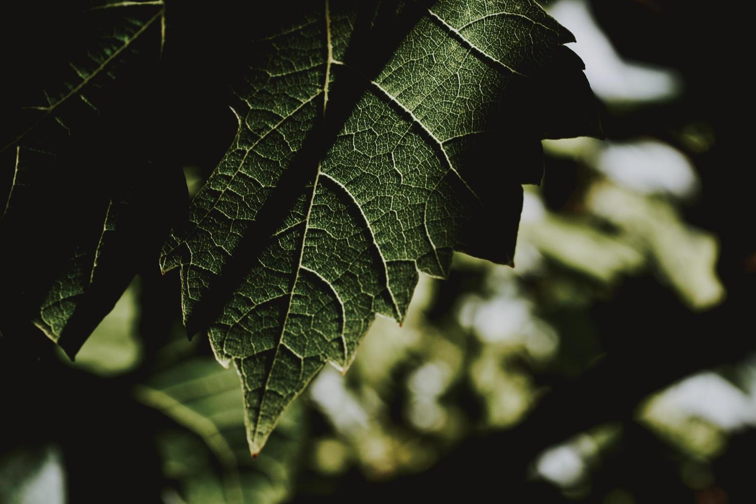 primer plano, de, hoja verde foto