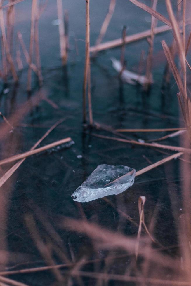 un trozo de hielo enmarcado por pasto de trigo foto