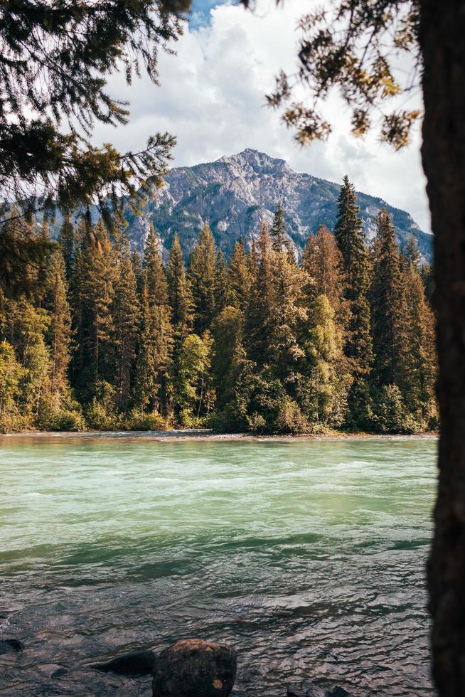 River surrounded with trees photo