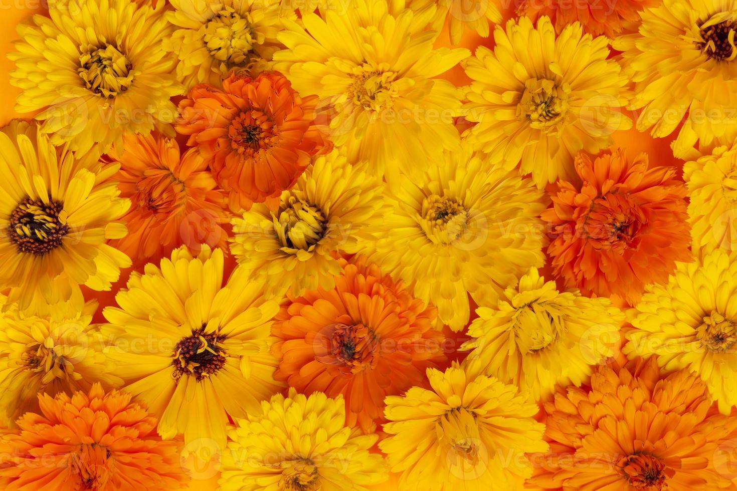 Calendula flowers background 1262837 Stock Photo at Vecteezy