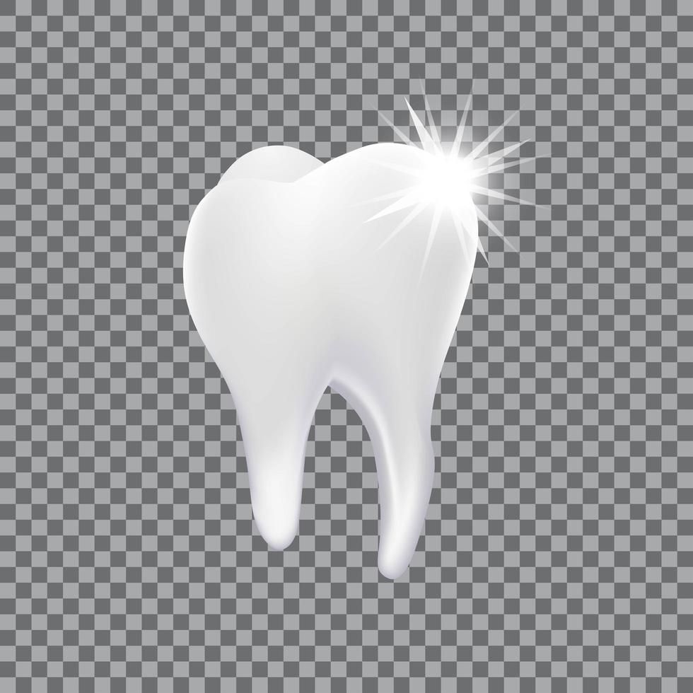 Realistic 3D tooth isolated  vector