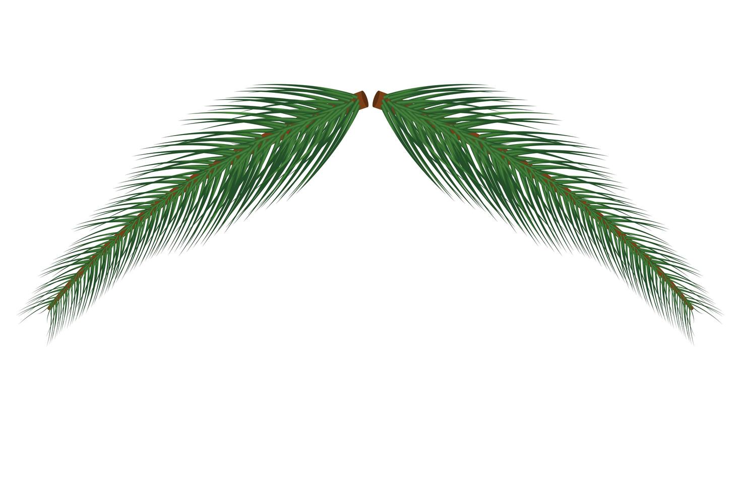 Branch of Christmas tree  vector