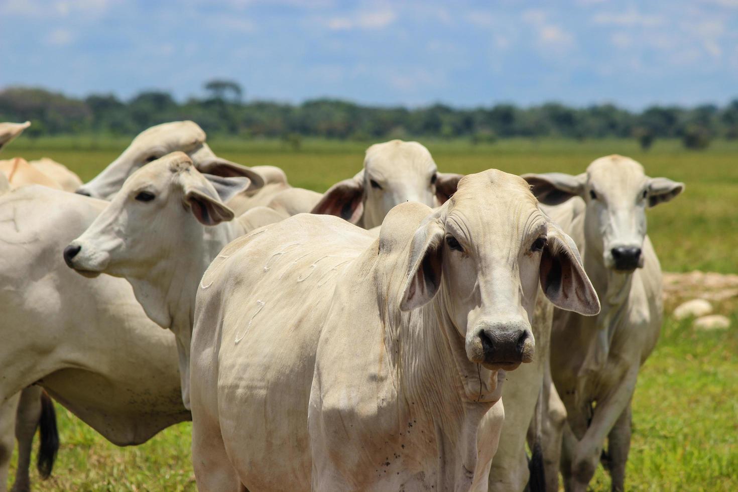 Bulls in group photo