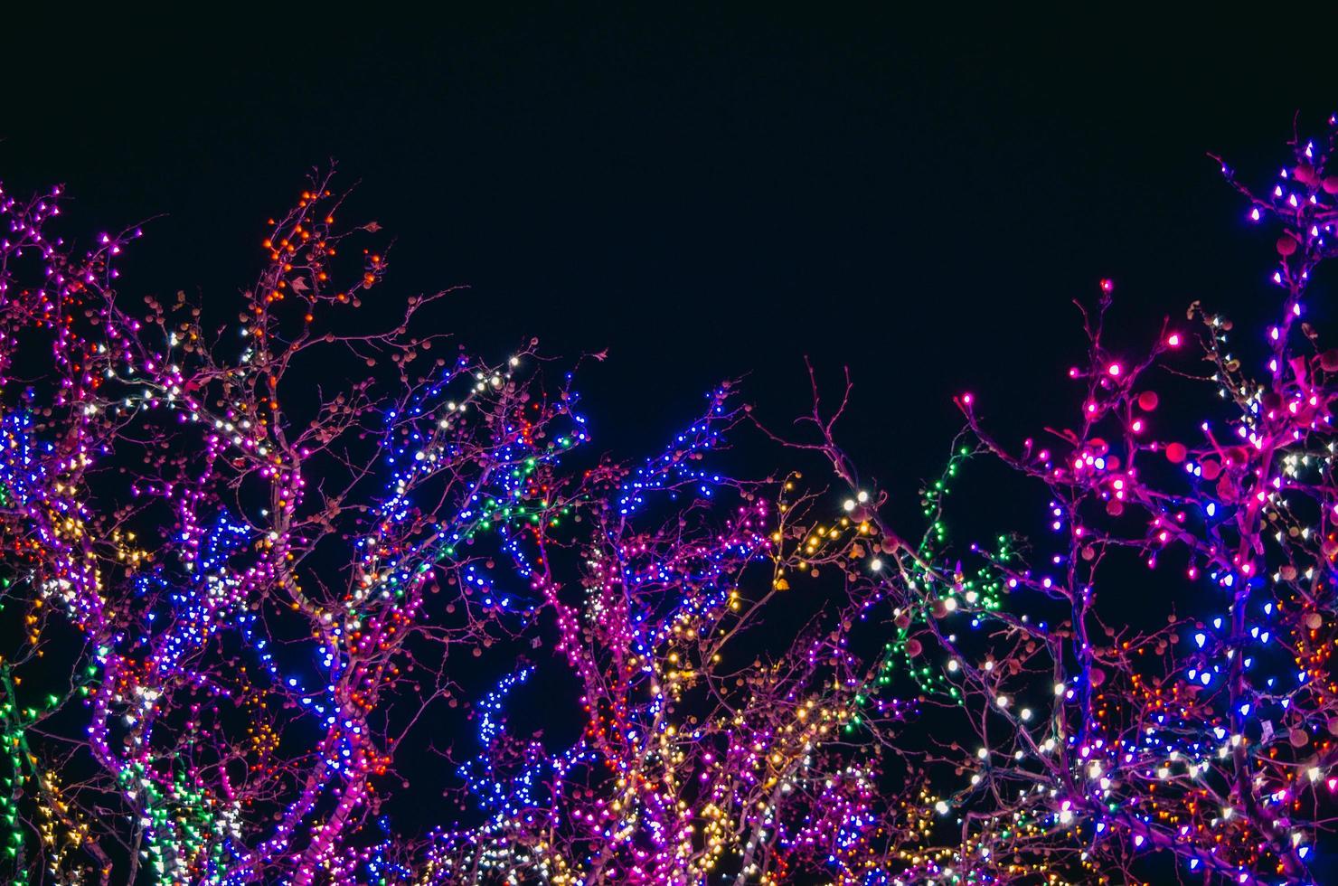 Trees covered in colorful string lights at night photo