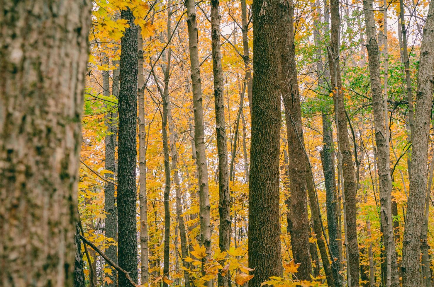 vista panorámica de los árboles de otoño foto
