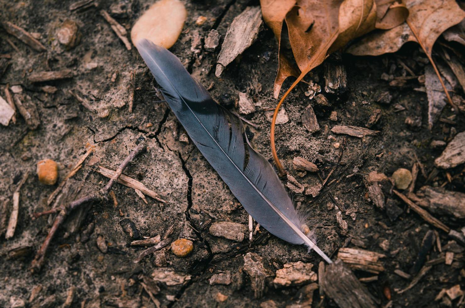 Black feather surrounded by dried leaves photo