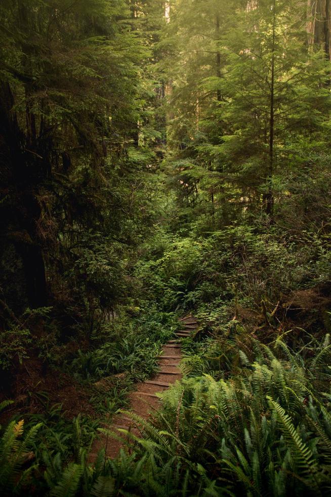 Wooden pathway in the middle of green trees photo