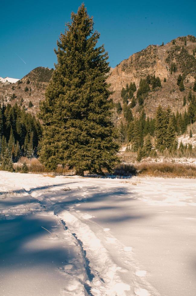 árbol verde y paisaje nevado foto