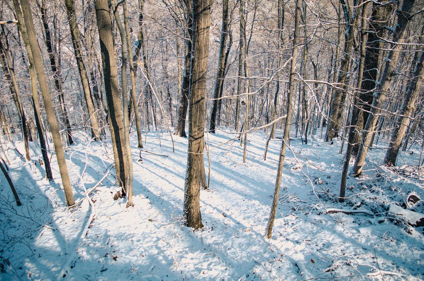 bosque cubierto de nieve foto