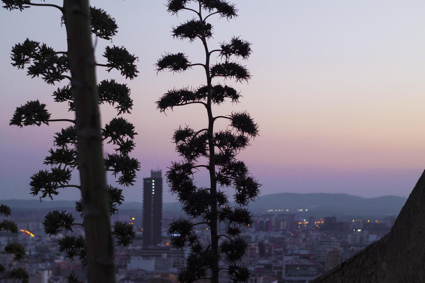 silueta de arboles foto