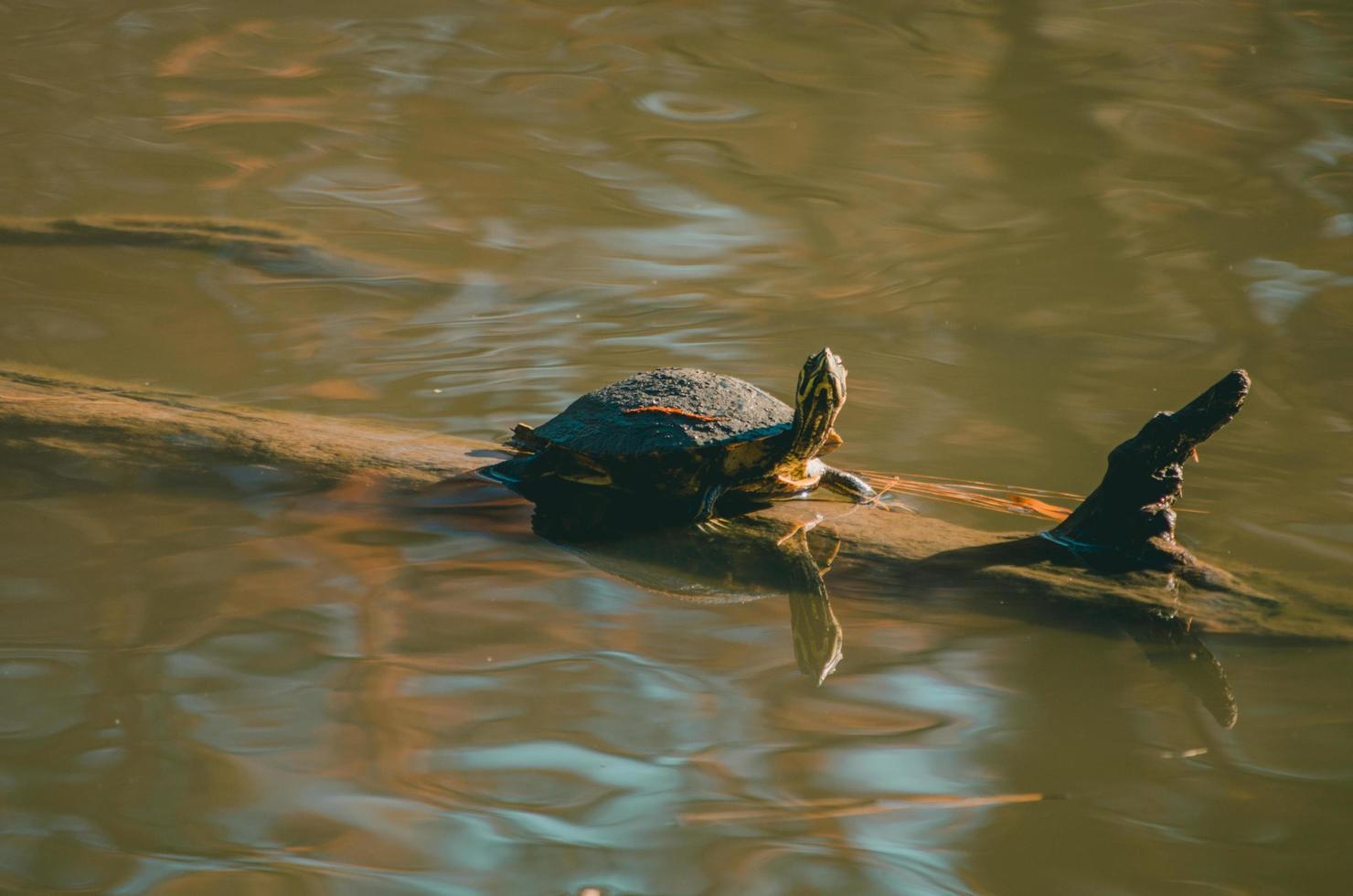 Brown turtle on branch in water photo
