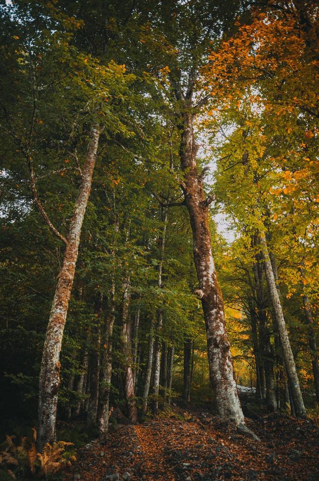 otoño en las montañas foto