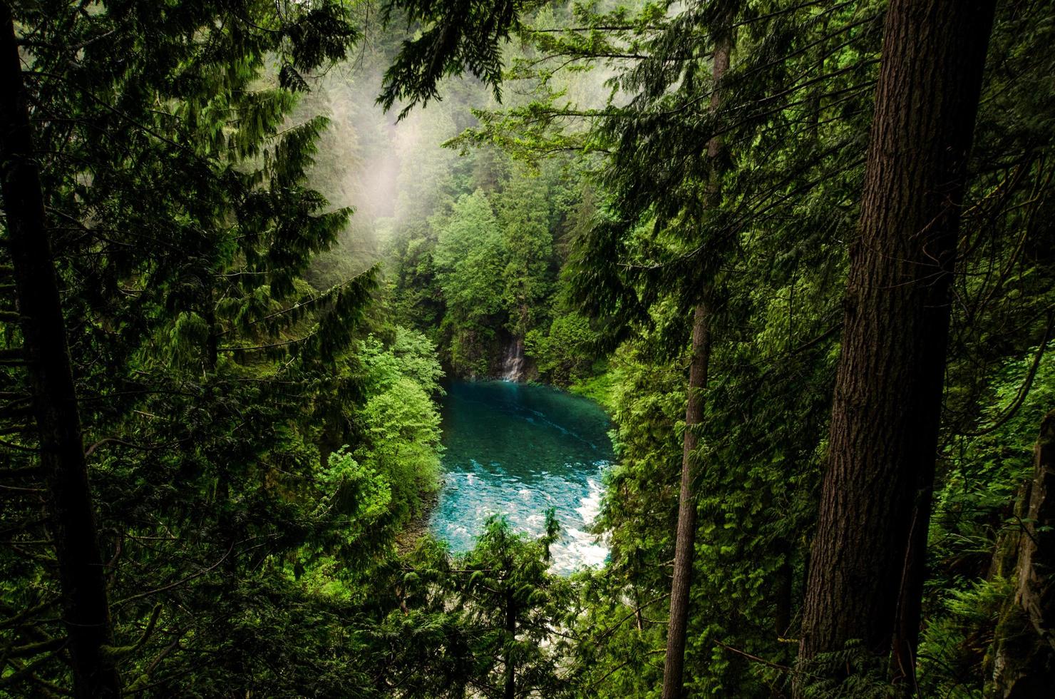 Body of water in a forest photo