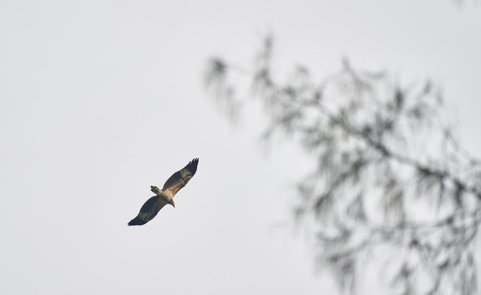 Hawk flying under gray sky photo