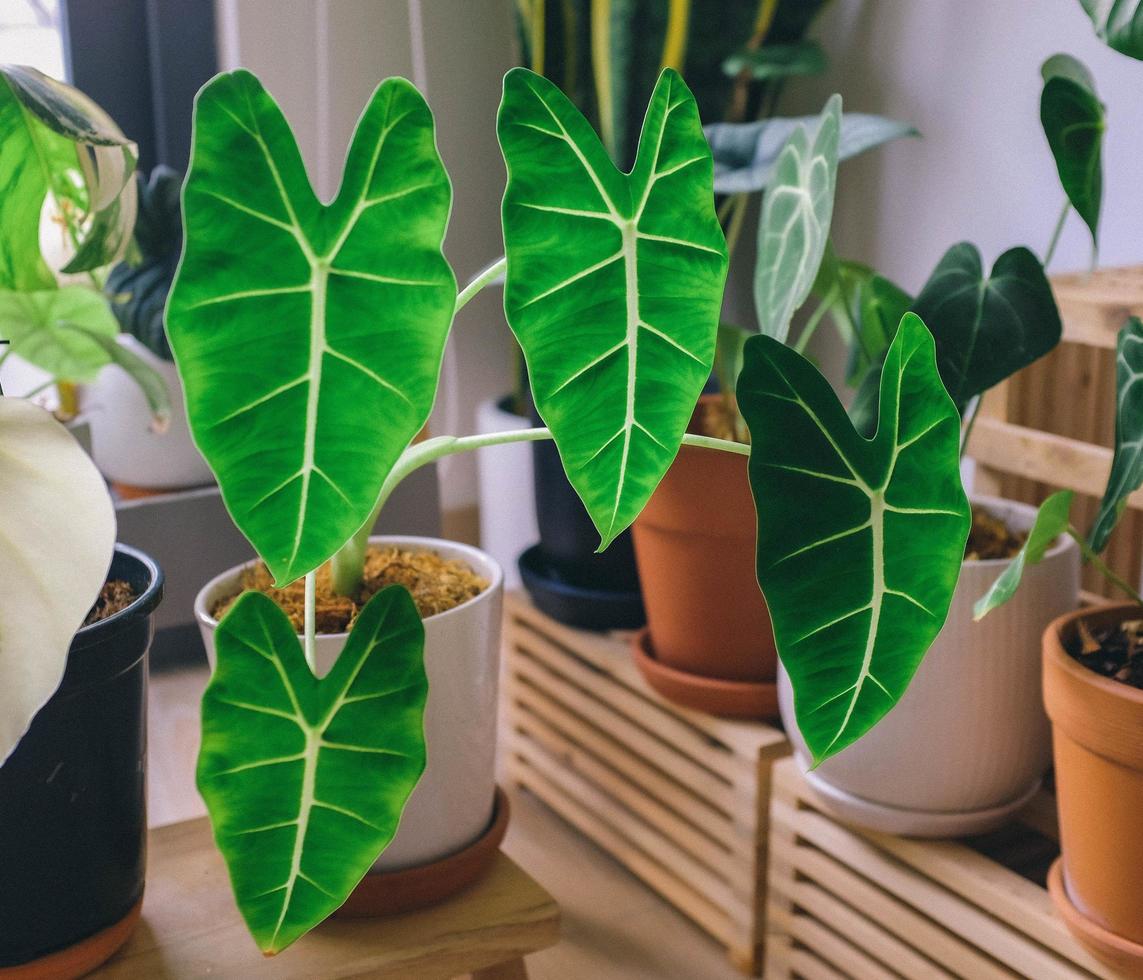 plantas en macetas en el estante foto