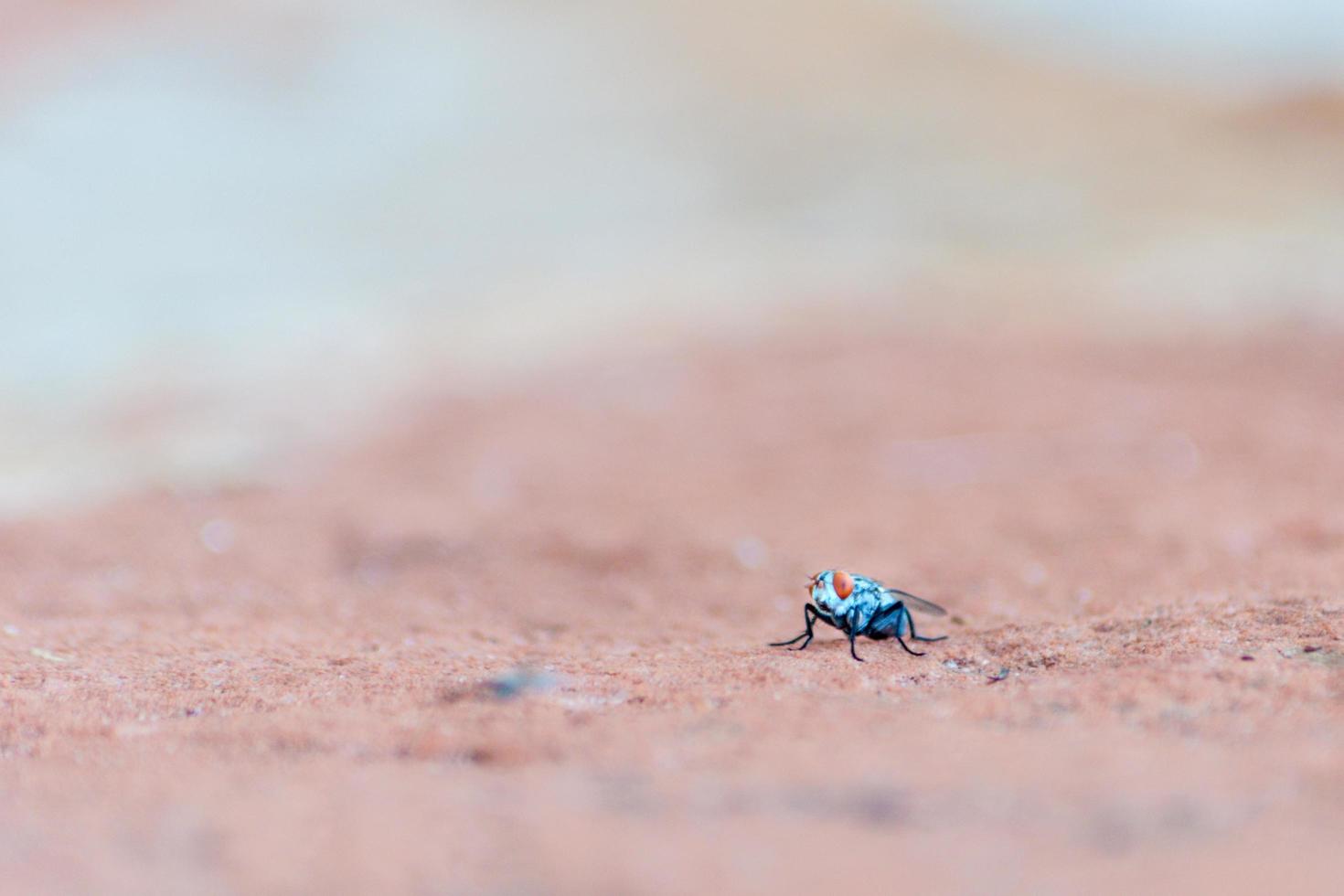 Fotografía de enfoque selectivo de insecto azul foto