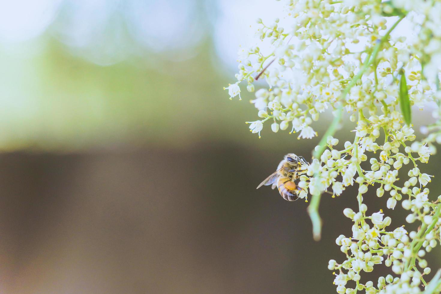 abeja en flor de pétalo foto