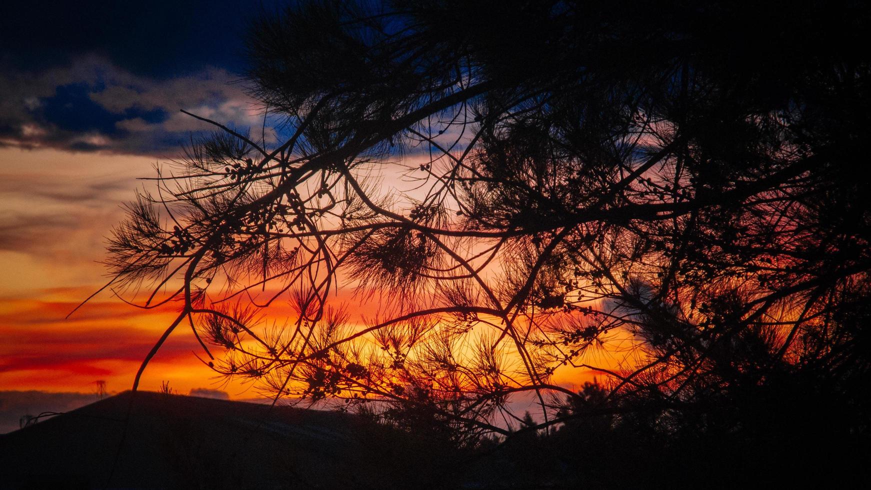 silhouette of tree during golden hour photo