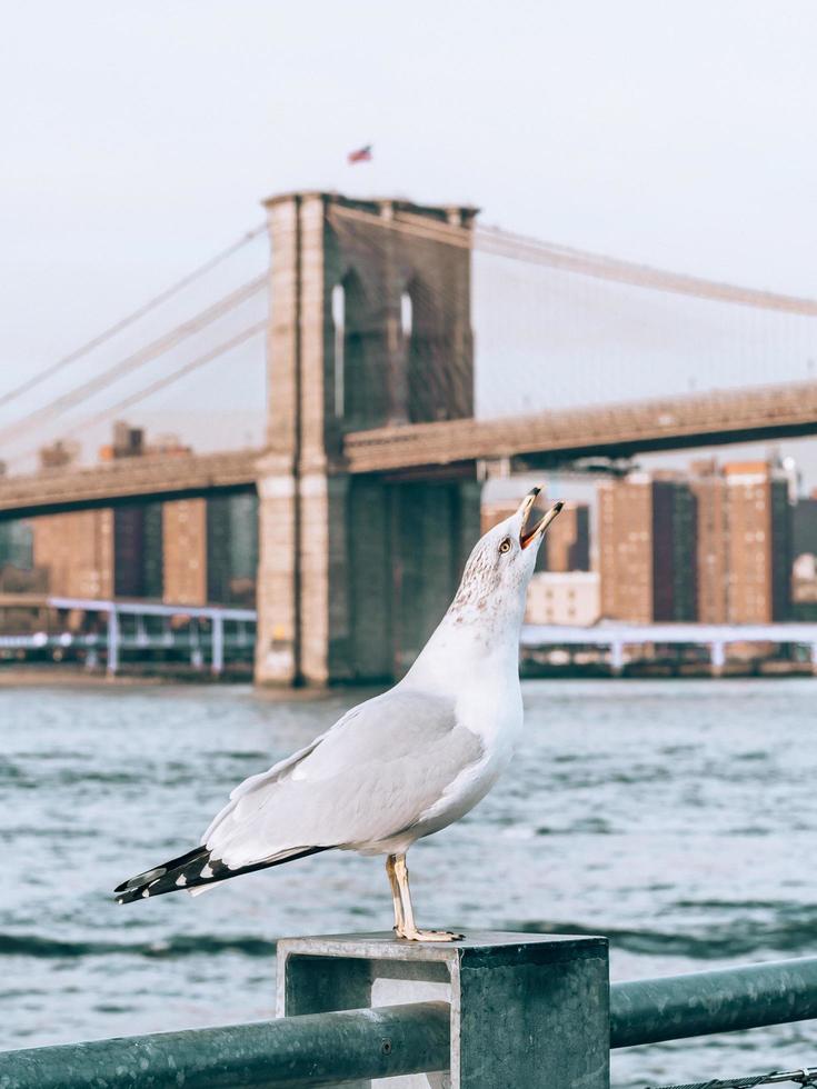 gaviota en nueva york foto