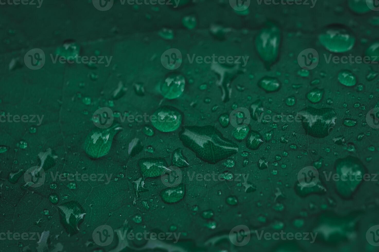 Rain drops on green leaf photo