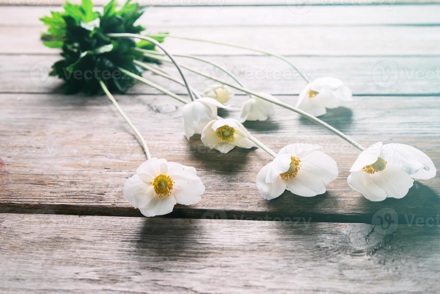 White anemone flowers photo