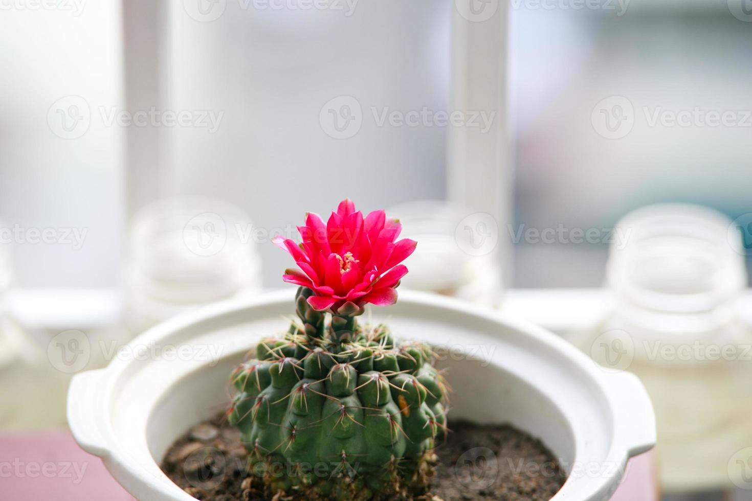 flor de cactus rosa 1265209 Foto de stock en Vecteezy