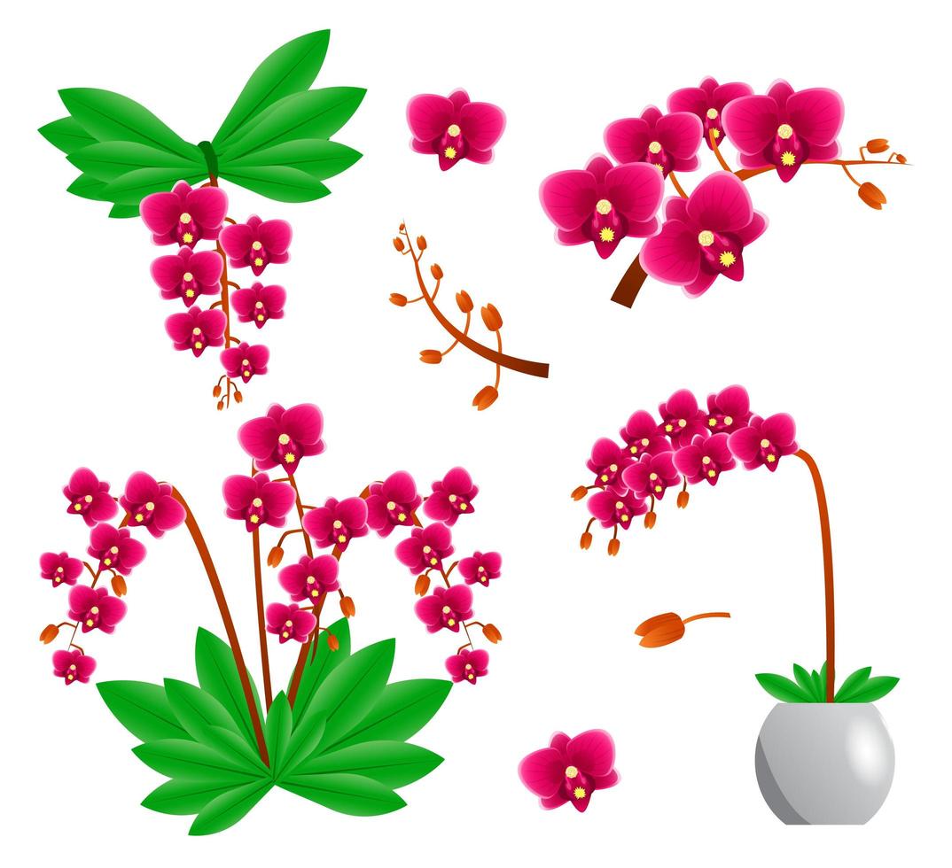 conjunto de flores de orquídeas vector