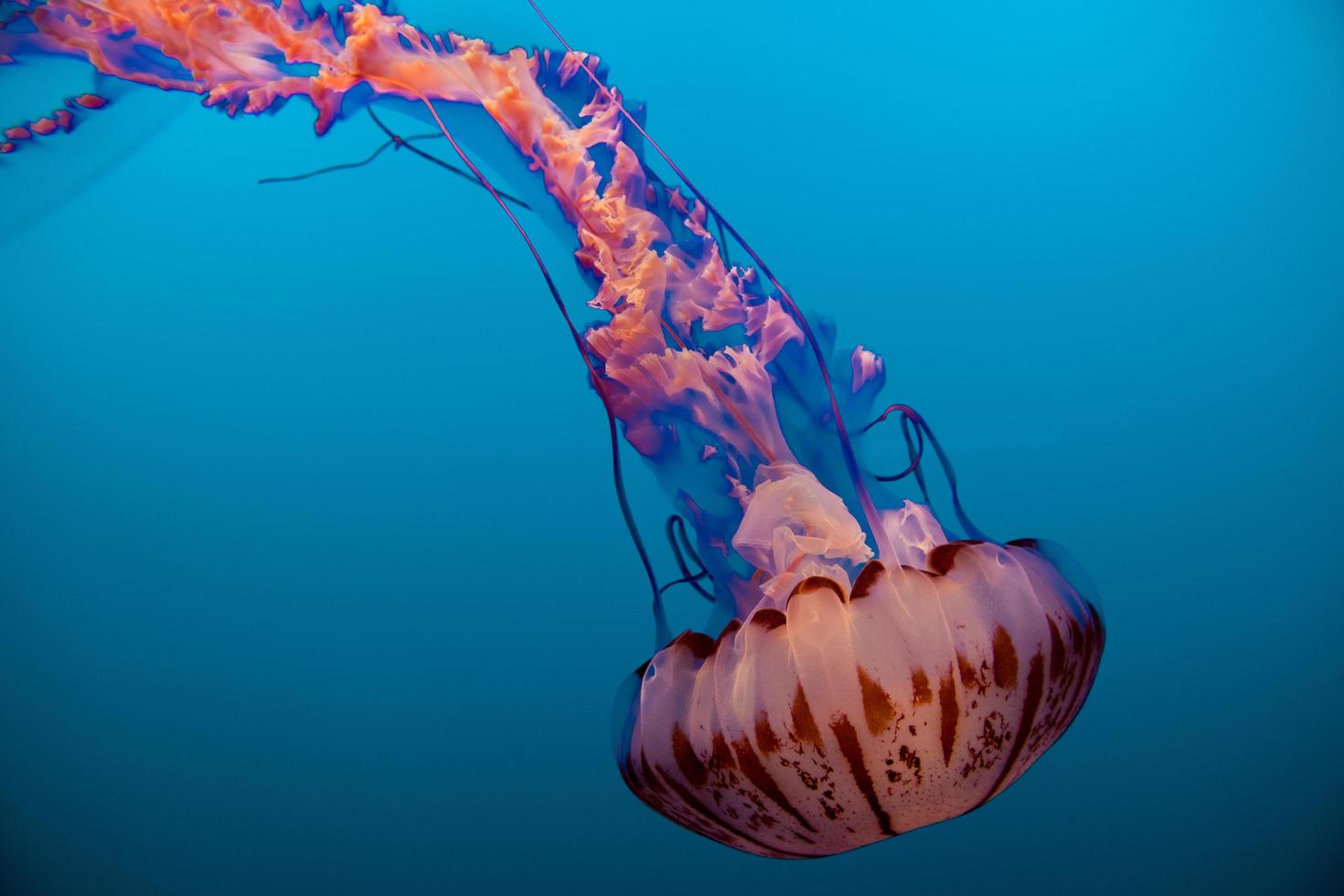 Pink and orange jellyfish  photo