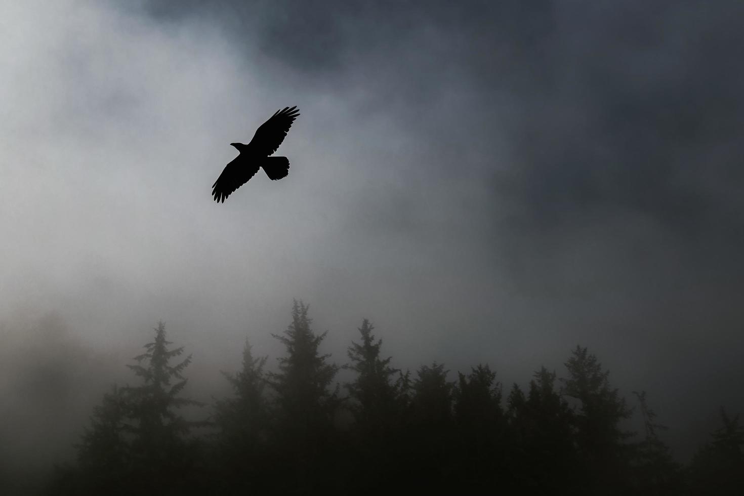 silueta de pájaro volando cerca de árboles foto