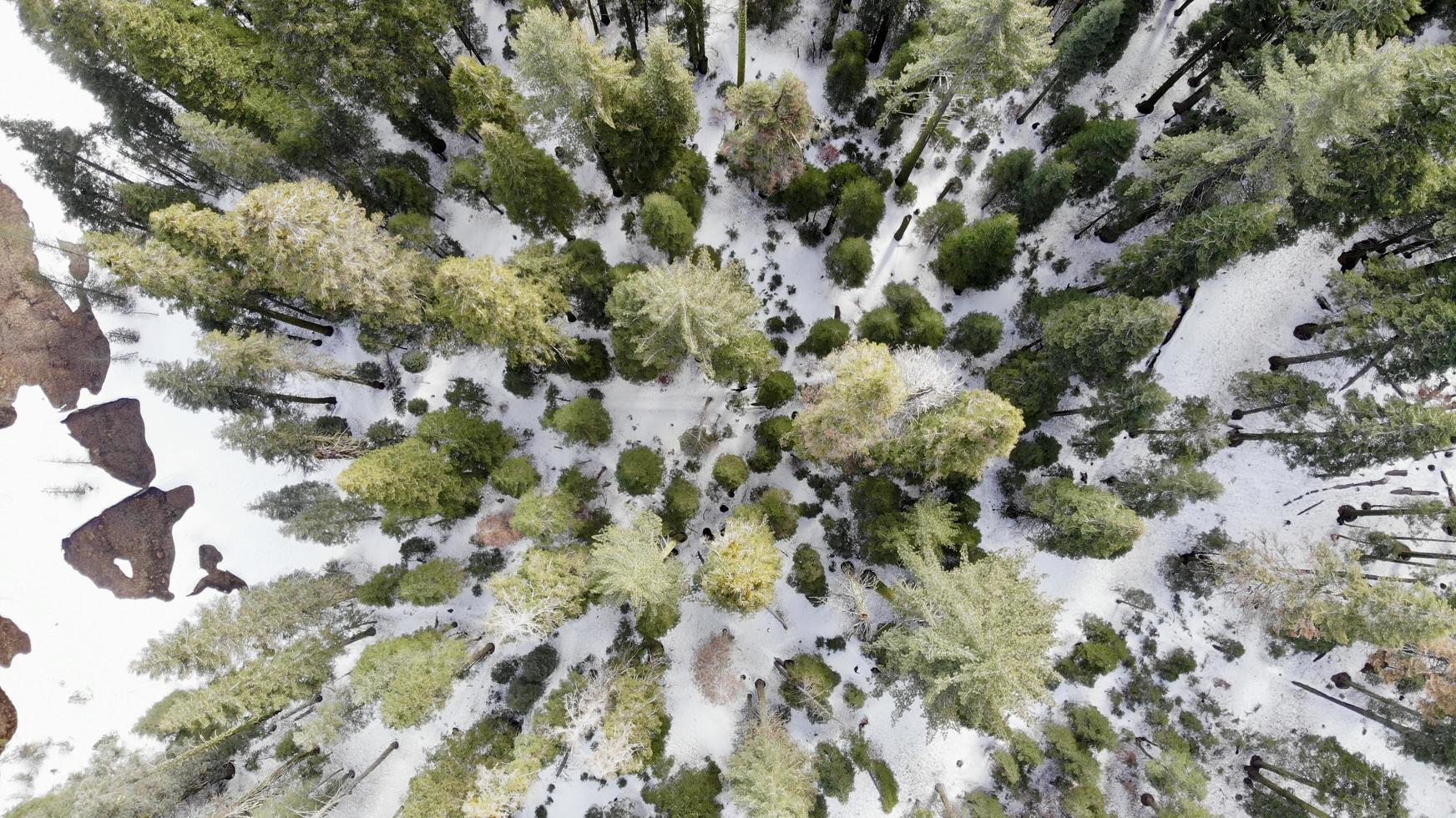 vista de pájaro de árboles altos foto