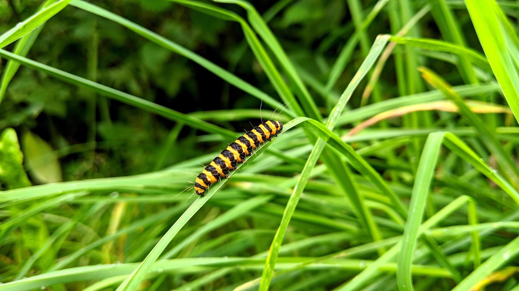 Cinnabar moth caterpillar photo