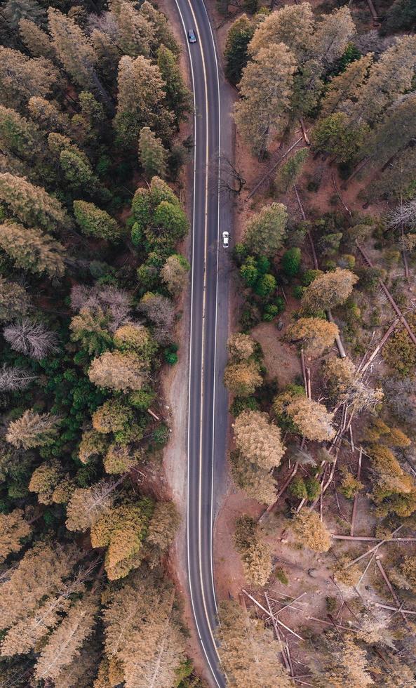 Bird's eye view of a road in the forest photo