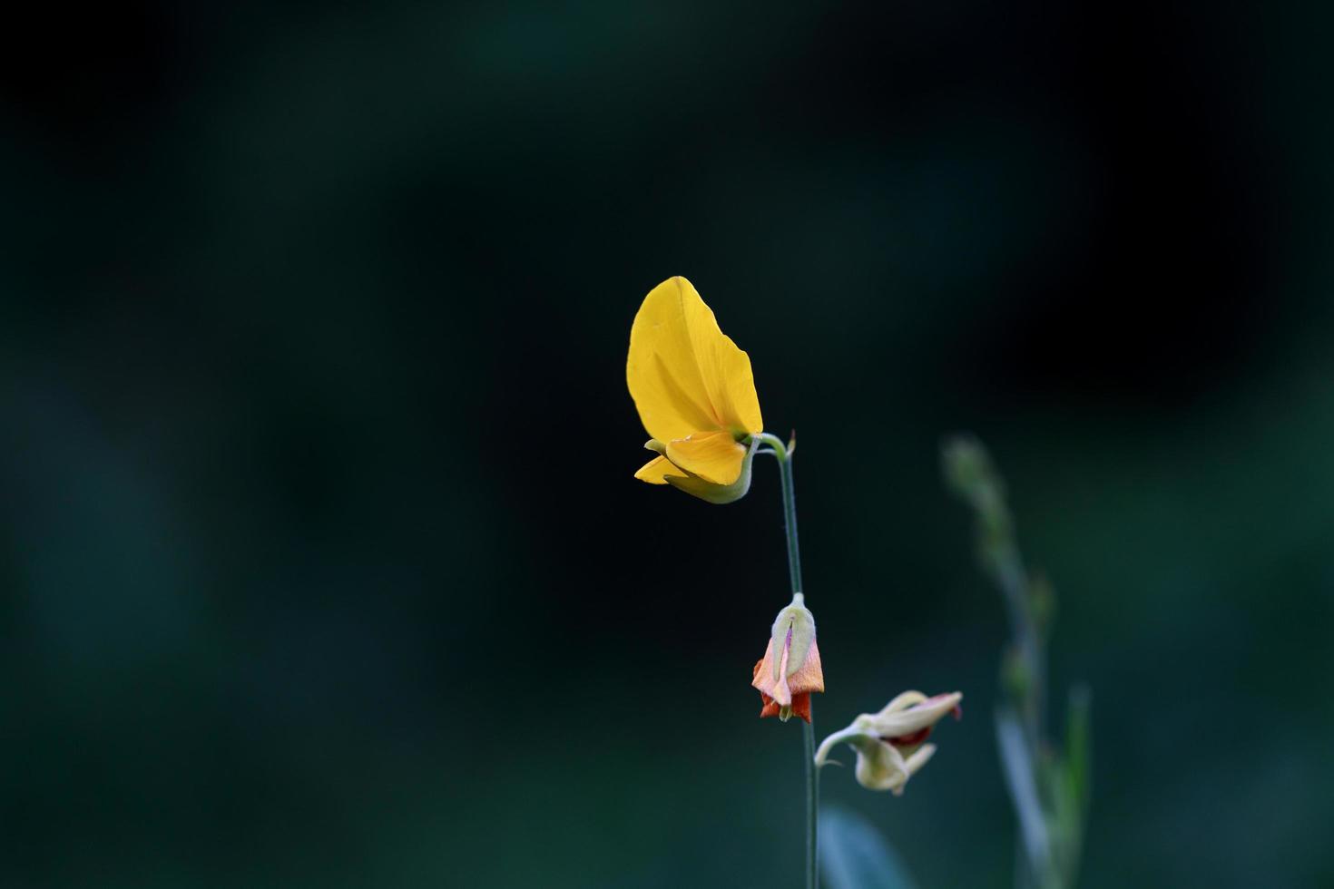 Sunhemp flower in garden photo