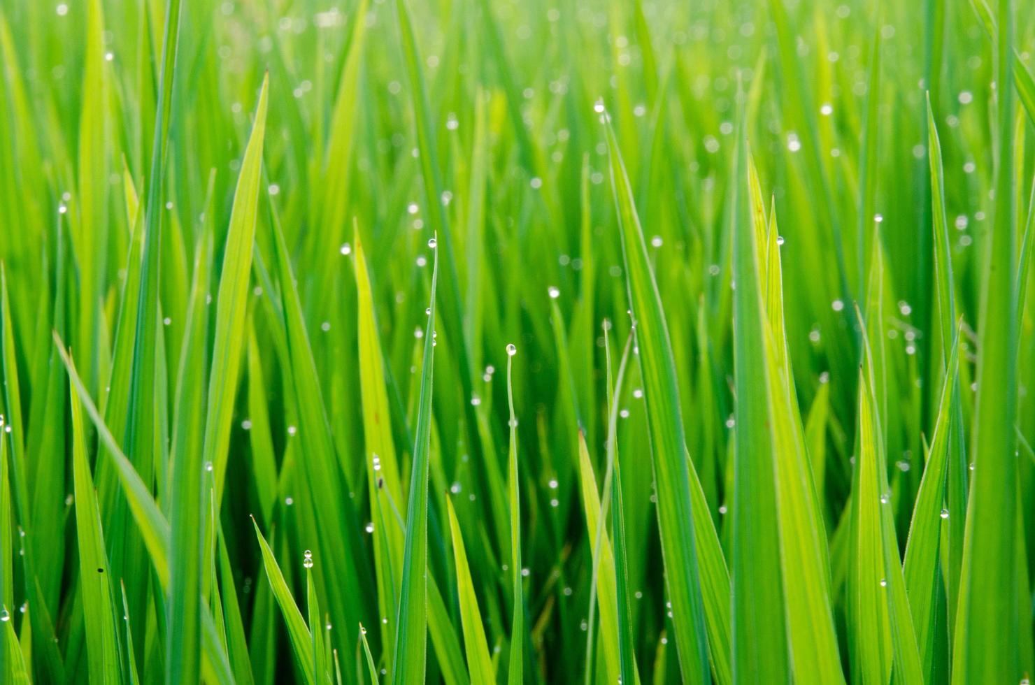 Grass with dew photo