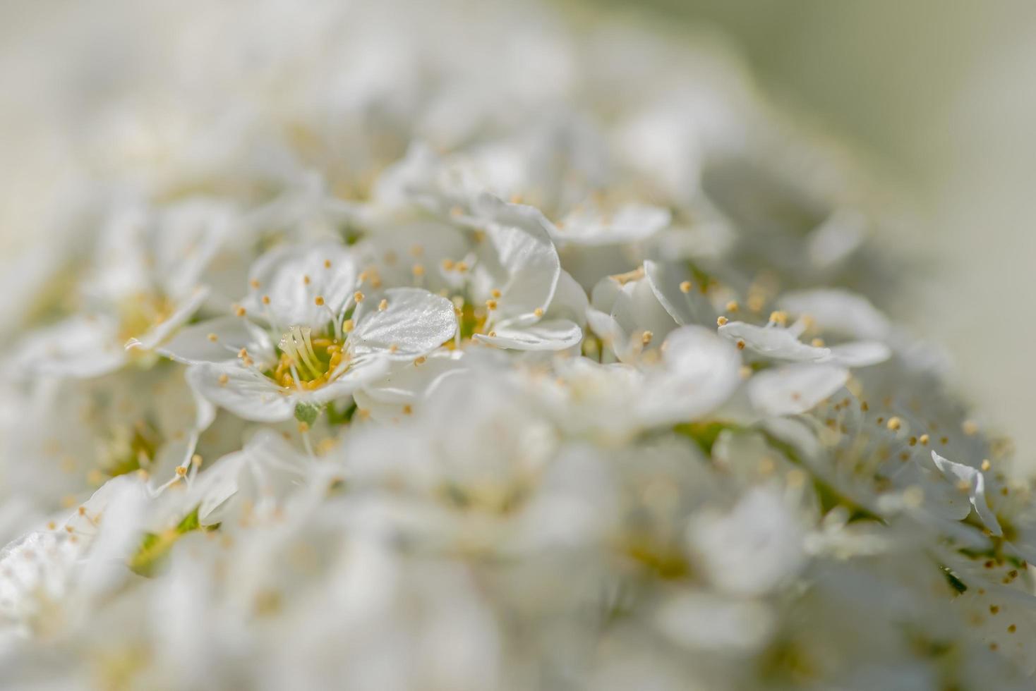 White flower blossom photo