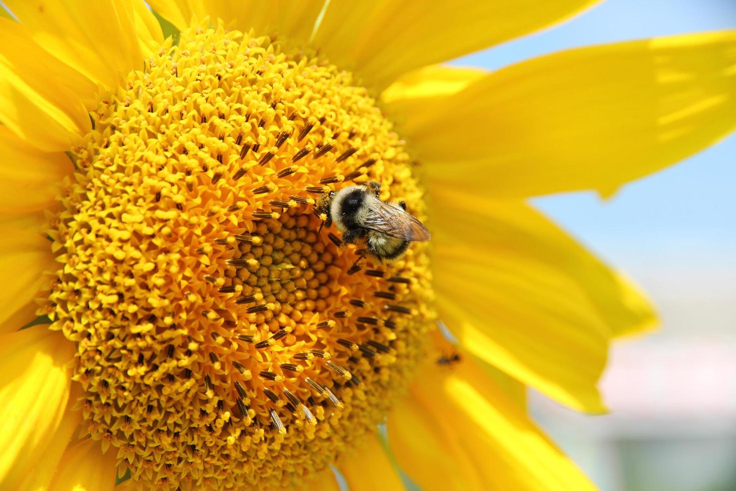 Bee on yellow flower photo