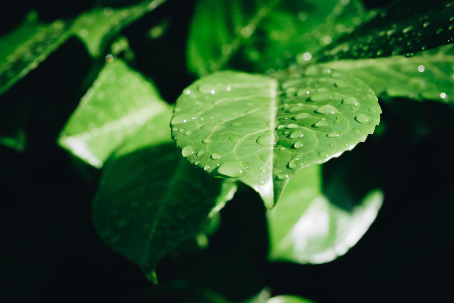 Close-up photo of leaves