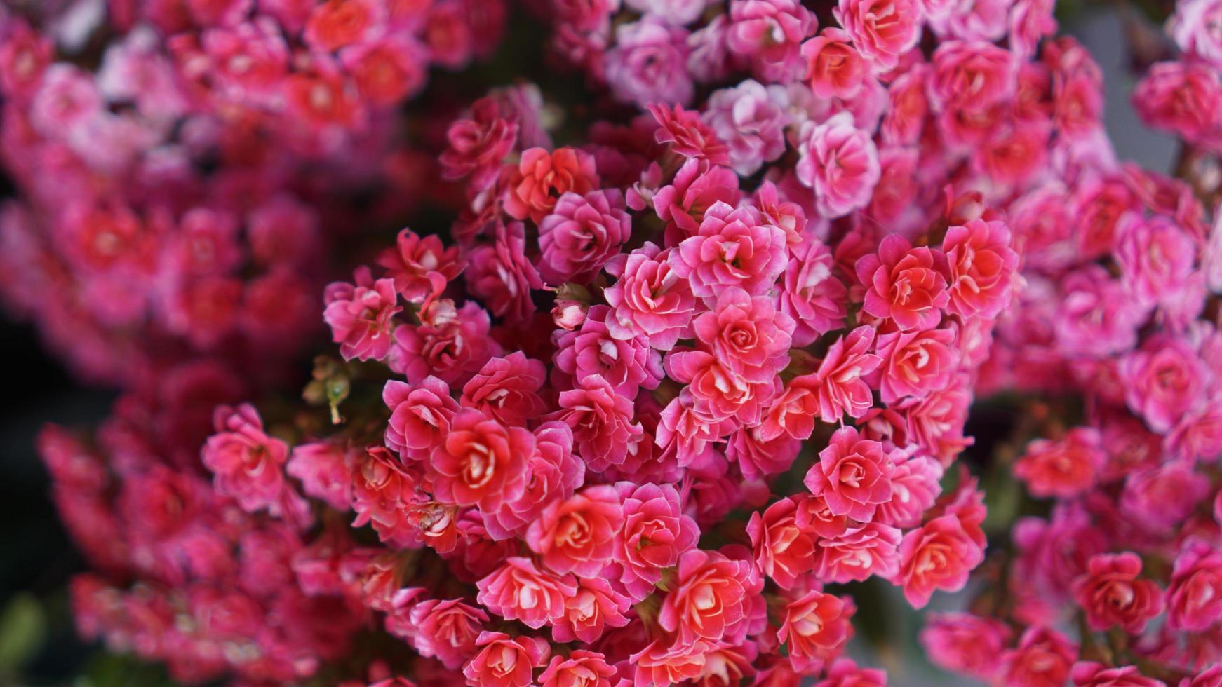 Pink flower bunch photo