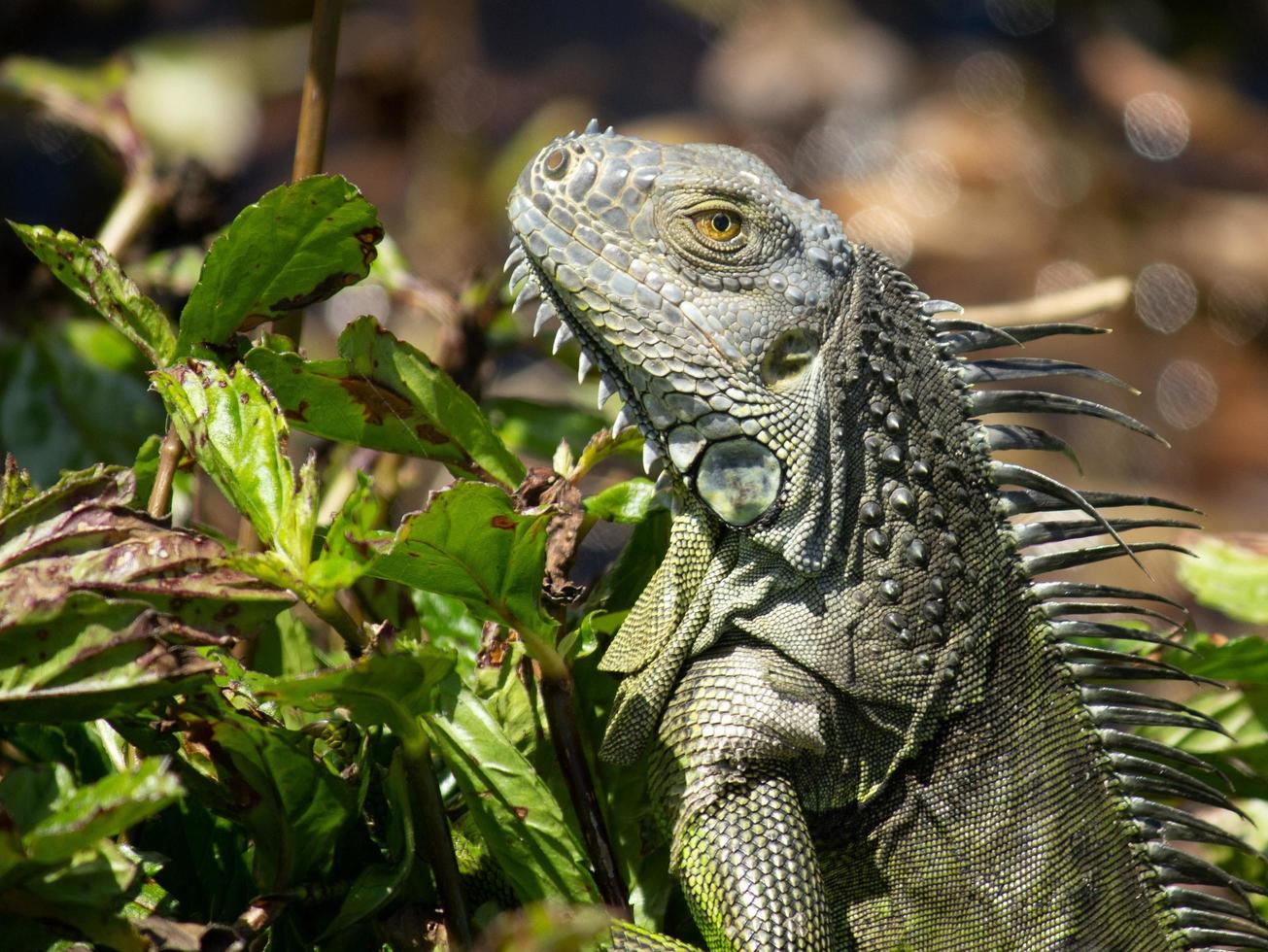 iguana verde en los arbustos foto
