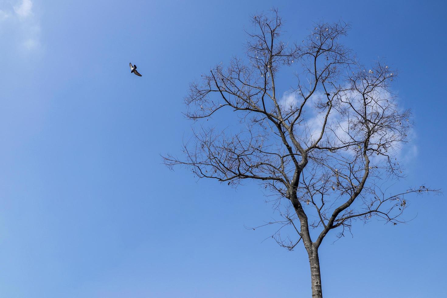 Bare tree and bird photo