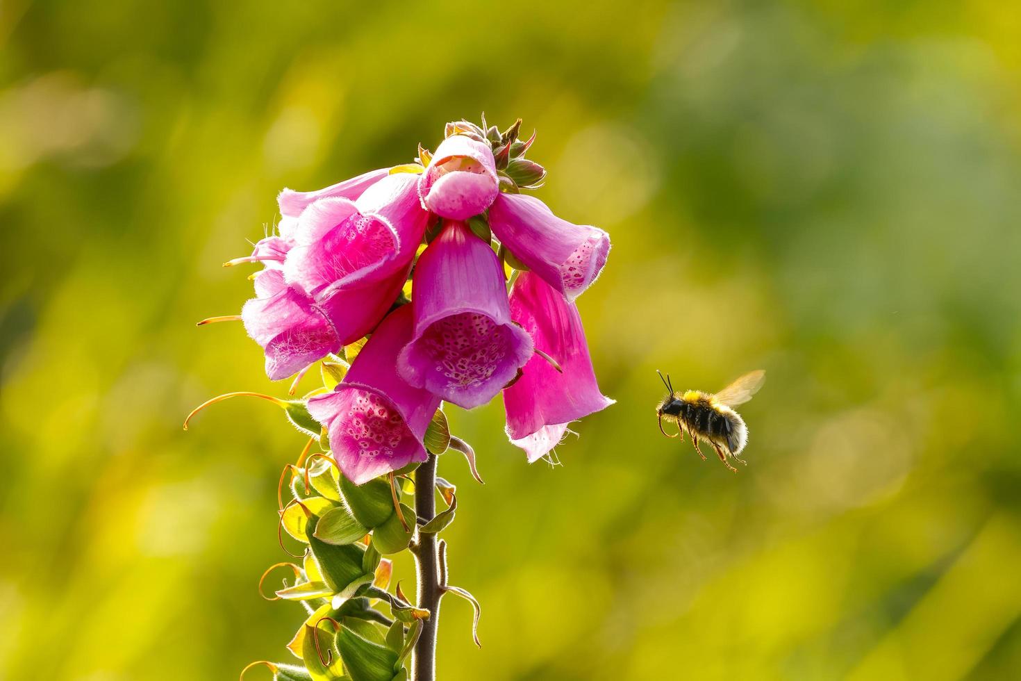 Foxglove or honeydew with bee photo