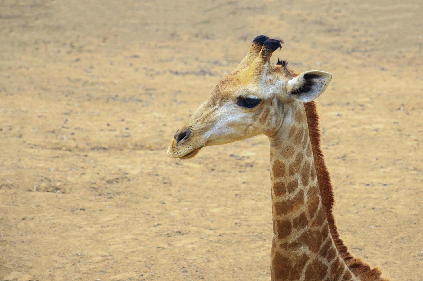 Close-up of giraffe's head photo