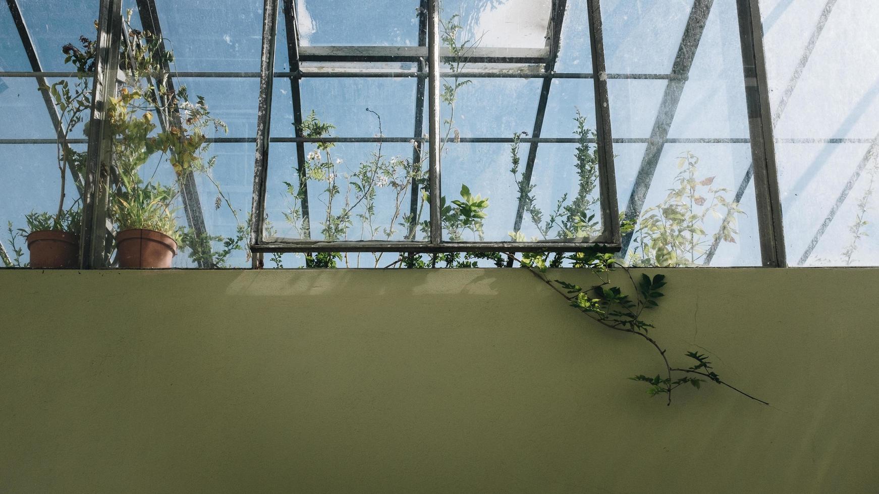 Greenhouse in Portugal photo