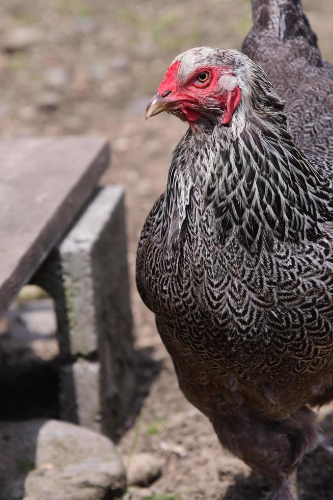 Dark brahma chicken photo