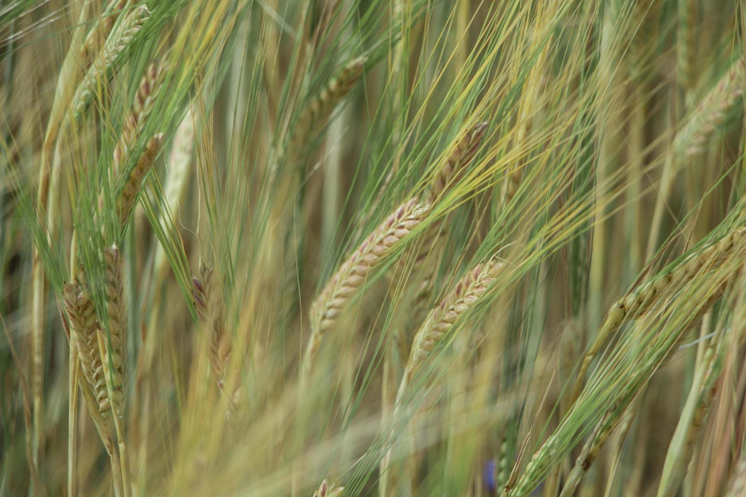 un campo de grano foto