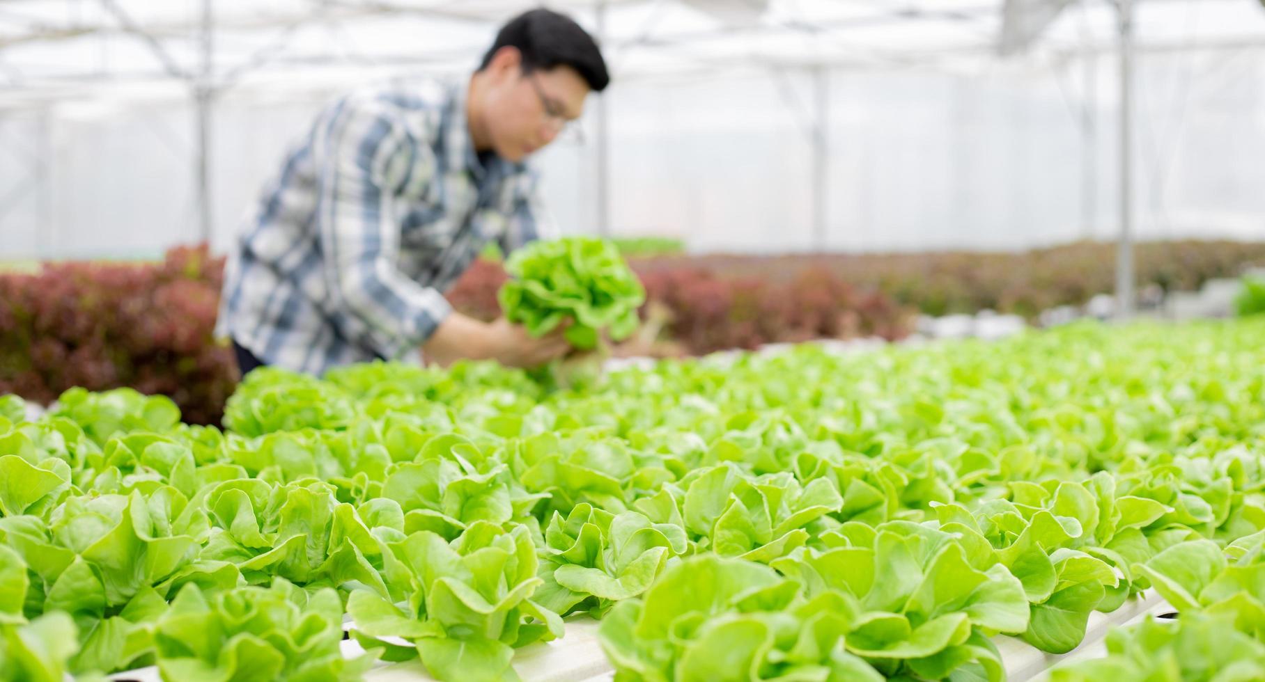 centrarse en verduras con fondo desenfocado de jardinero foto