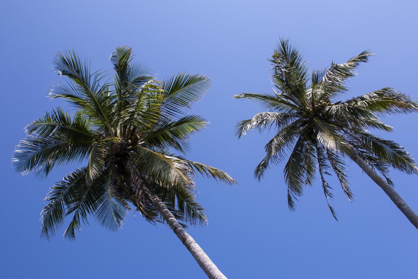 palmeras en el cielo azul foto